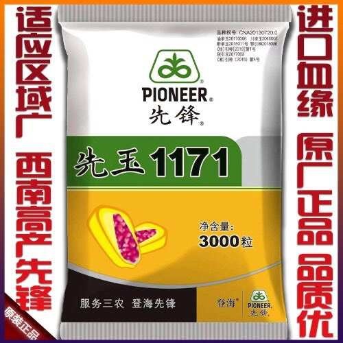 凯里市先玉1171先锋玉米种籽种红轴铁杆大棒马牙杂交玉米种抗病耐抗