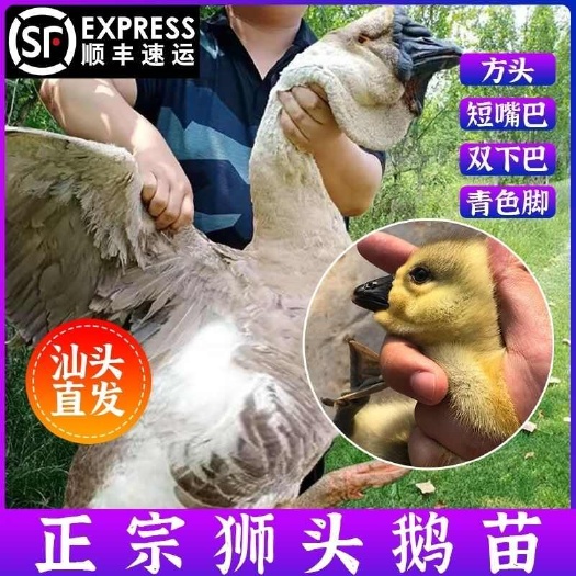 买1000送200狮头鹅苗包防疫 包运输 送货上门满意付款