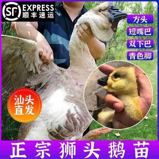 定边县买1000送200狮头鹅苗包防疫 包运输 送货上门满意付款