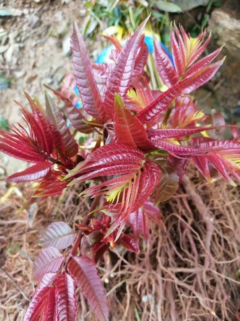 香椿种子 净籽 包发芽 包邮