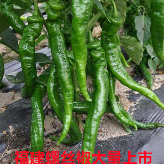 南安市福建螺丝椒大量上市全国代办代发
