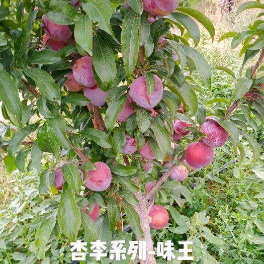 南阳味王李子苗 红肉李子苗 恐龙蛋李子苗 味王李苗保证品种