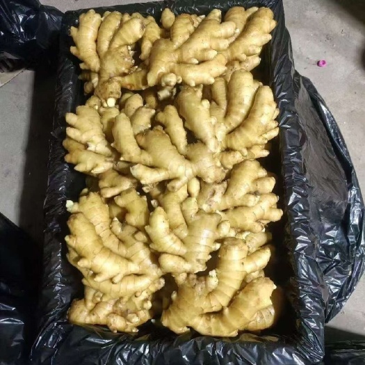 日照【推荐】沙土小黄姜 产地供应 市场批发 商超 食品厂对接