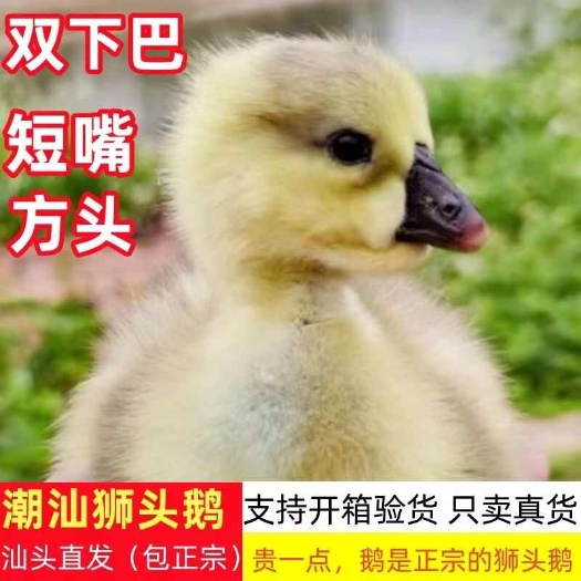 罗田县买1000送200狮头鹅苗包防疫 包运输 送货上门满意付款