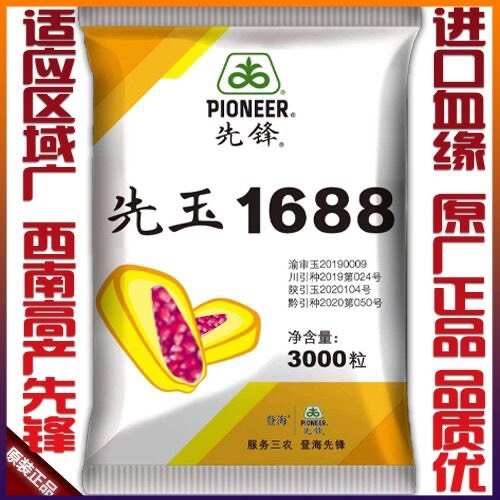 凯里市先玉1688高产杂交玉米种子大马牙粮食饲料玉米种高产红轴包谷