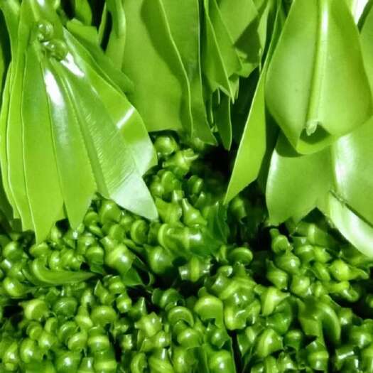 龙南市山苏菜
