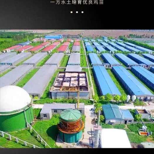 京山市买1000送200 土鸡苗 包防疫 包运输 送货上门满意付款