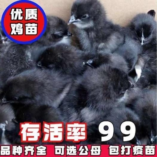 汕头买1000送200五黑鸡苗 包防疫 包运输 送货上门满意付款