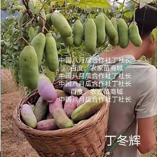 【真无籽】八月瓜苗 丁社长中国八月瓜合作社推广 送苗 包回收