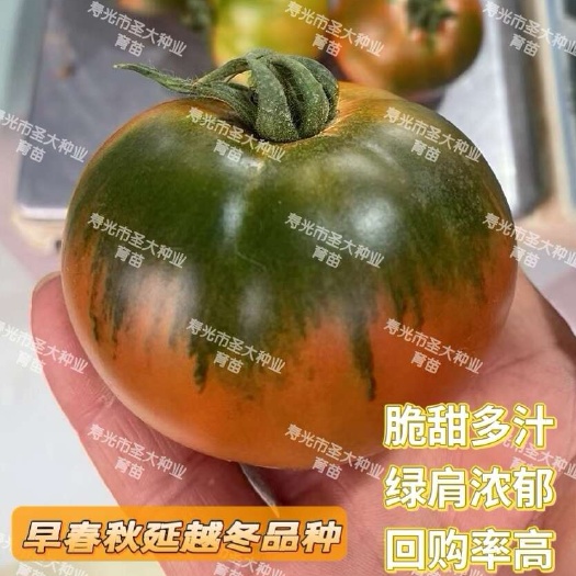 寿光市草莓番茄种子—水果番茄种子 抗病酸甜口感 绿籽 四季种植品种