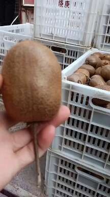 眉县徐香猕猴桃（冷库果80-150克