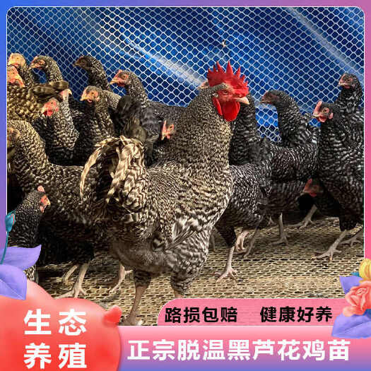西畴县买1000送200芦花鸡苗 包防疫 包运输 送货上门满意付款