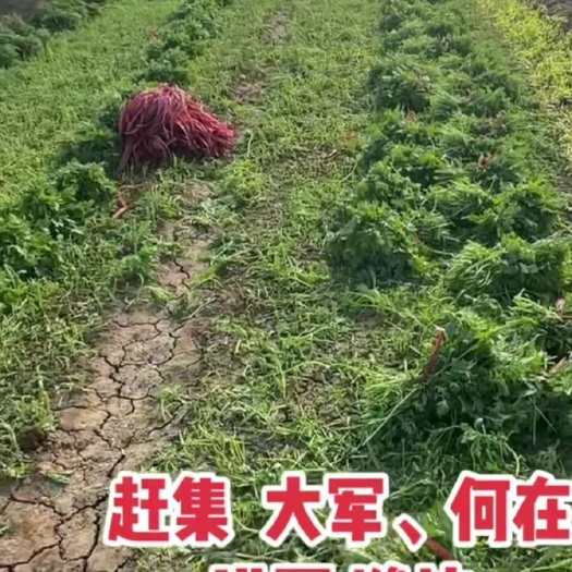 潍坊 潍坊茼蒿菜大量出售中价格便宜