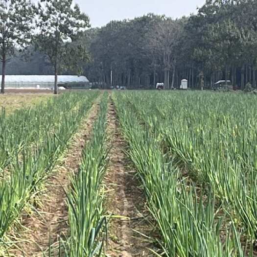 兰考县优质大葱种植户
