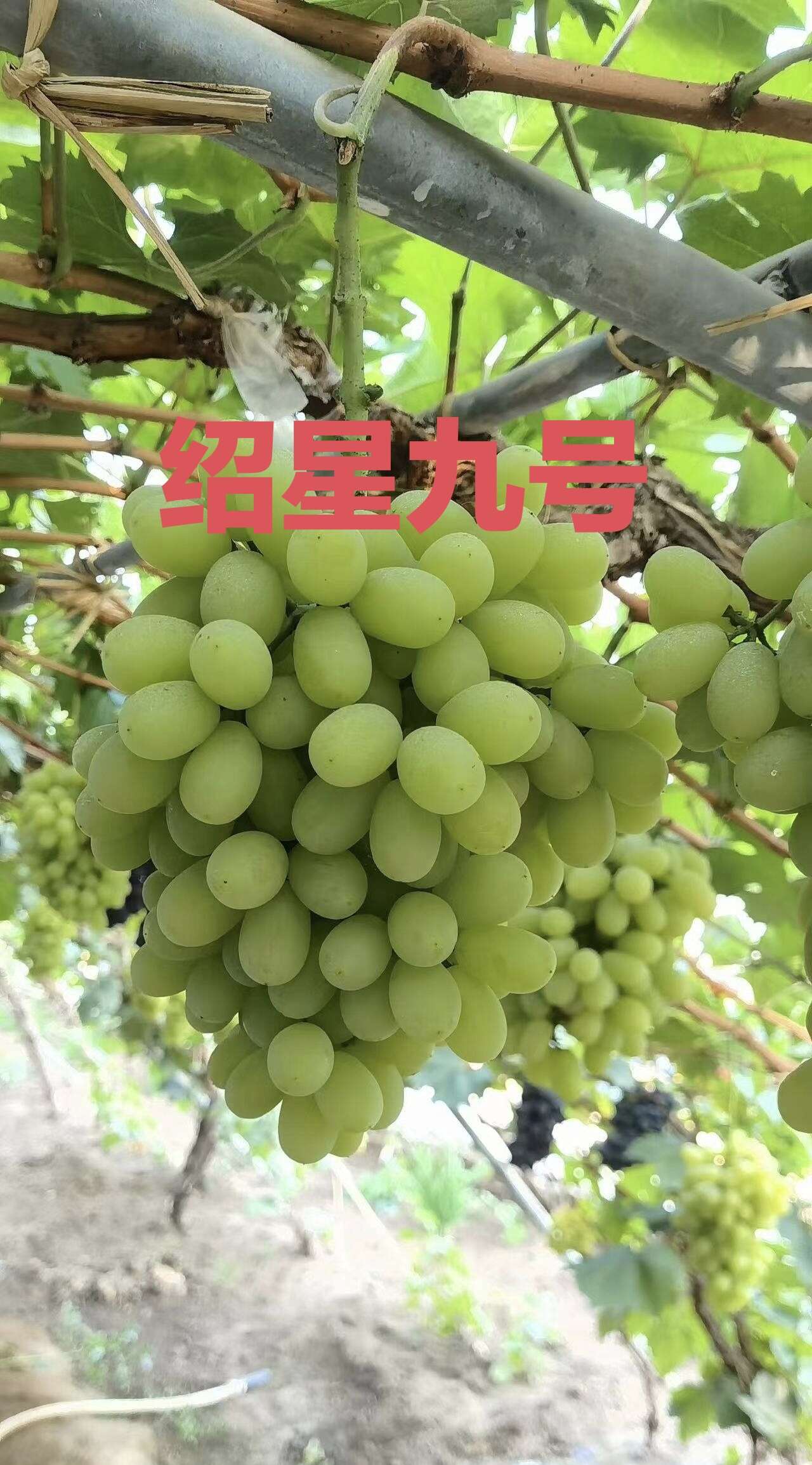 绍星九号葡萄嫁接苗