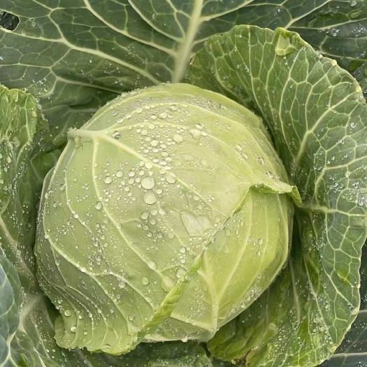 威宁县大白菜批发