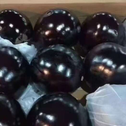 邯郸本地精品圆茄 大量上市，质量保证 欢迎新老客户实地考察