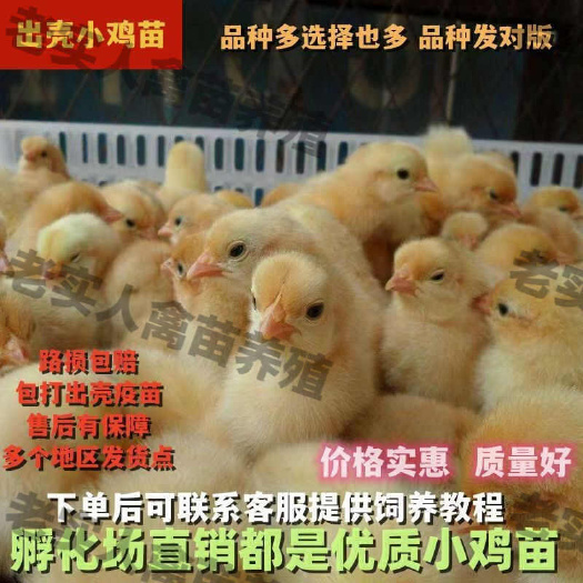 荣成市买1000送200 土鸡苗 包防疫 包运输 送货上门满意付款