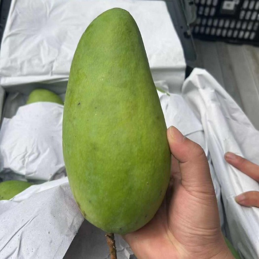 南昌果农一手供货，越南大青芒