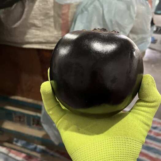 聊城精品紫光圆茄 产地直发 价格美丽