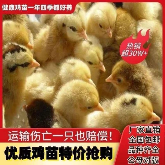 襄樊买1000送200三黄鸡苗 包防疫 包运输 送货上门满意付款