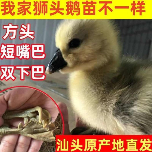 买1000送200狮头鹅苗包防疫 包运输 送货上门满意付款