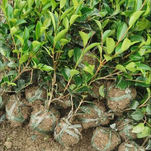 宁波梅红茶梅色块，高33冠15到20