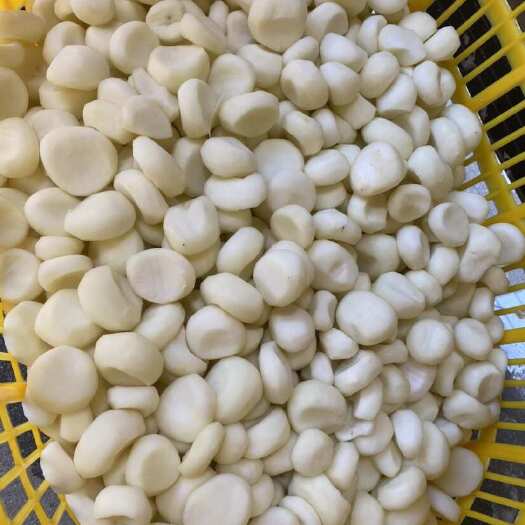 漳州马蹄 葧荠 毛马蹄 干果不下水 高质量马蹄