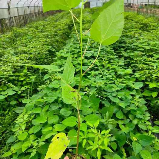 利川市毛叶山桐子芽苗.裸根苗.杯苗规格齐全有货