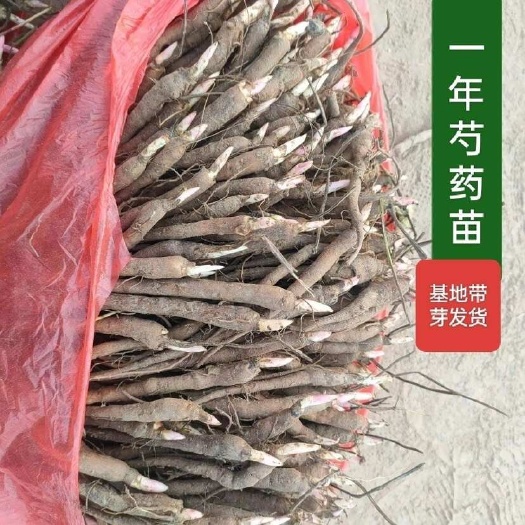 亳州赤芍种苗 安徽亳州直发 物流专线技术指导  包回收