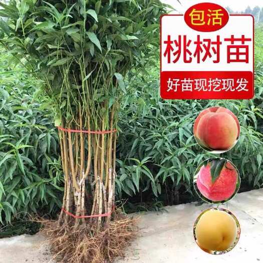 平邑县黄桃树苗桃树果苗嫁接苗冬桃油桃树果苗南方北方种植桃苗当年结果