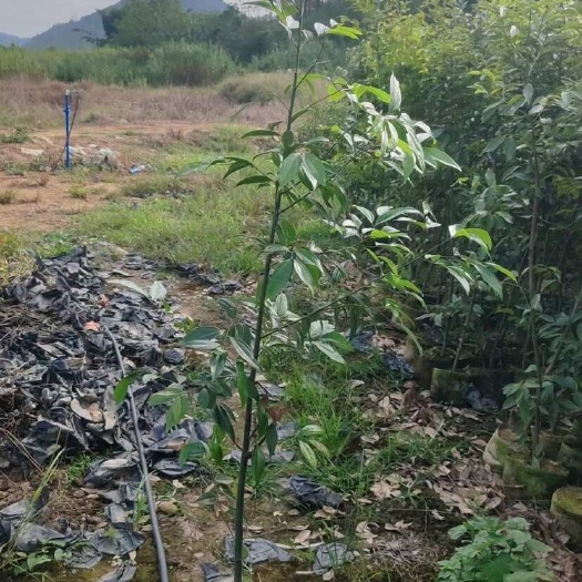 广州阴香，天竺桂树苗