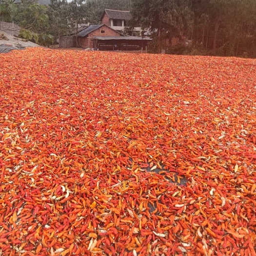 宜章县湖南野山椒椒干辣椒，太阳晒16.5块钱一斤。库存10万多斤，