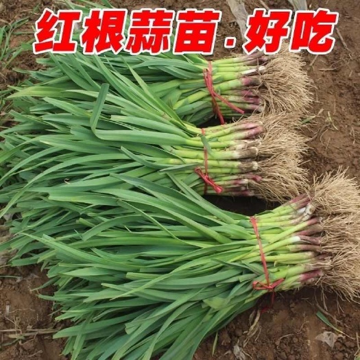 丰县蒜苗红根蒜苗江苏徐州丰县产地支持水洗
