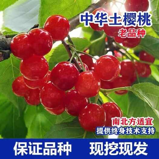平邑县红妃樱桃树苗南北方均可种植原盆原土发货