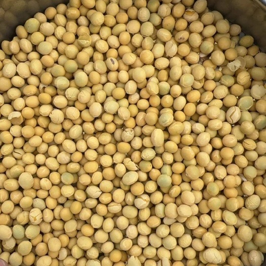 长岭县42蛋白，水分9，过4.5长孔塞底，电话联系，长年供应黄豆