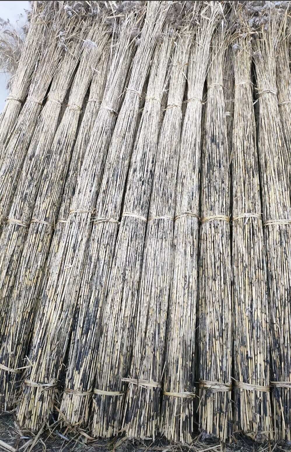 蘆葦本村有幾千畝蘆葦?shù)乜梢源蛱J葦