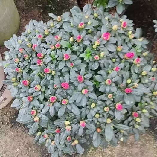 漳平市精品杨梅红杜鹃，满树花苞，开花大红，独杆棒棒糖