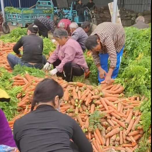 开封三红胡萝卜