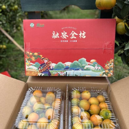 融安县广西融安自家金桔应季水果批发零售