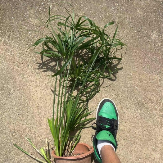 水生植物旱伞草 水竹