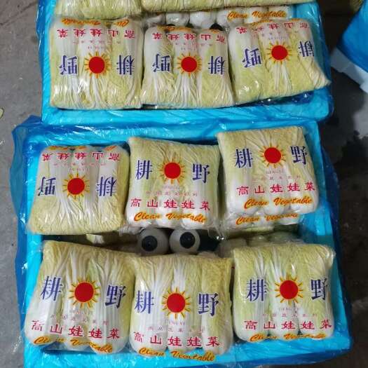 【全年供应】  精品娃娃菜 现采现发 可对接各大 商超 市场
