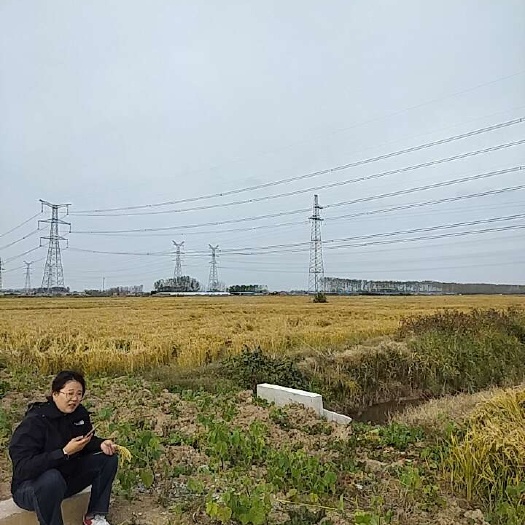 滨海县水稻