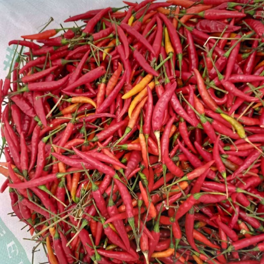 小米辣