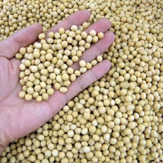 隆化县精品新产黄豆 大豆