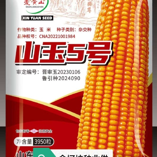 玉米种子山玉5号大棒产量高耐高温抗锈病山东厂家直供量大询价