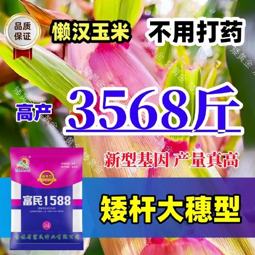 双国审矮秆大穗玉米种子新品种抗病抗倒抗穗腐南北通种批发包邮