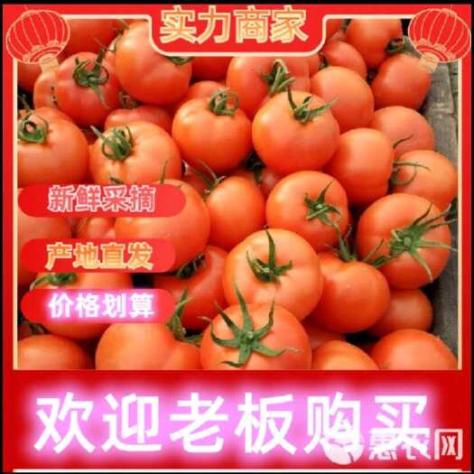 莒县山东优质大红西红柿大量上市 产地直销 一手货源