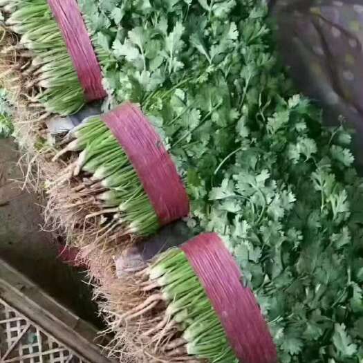 邯郸【全年供应】  精品香菜 现采现发 可对接各大 商超 市场