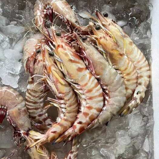 珠海刚上岸就顺丰的海捕大花虾